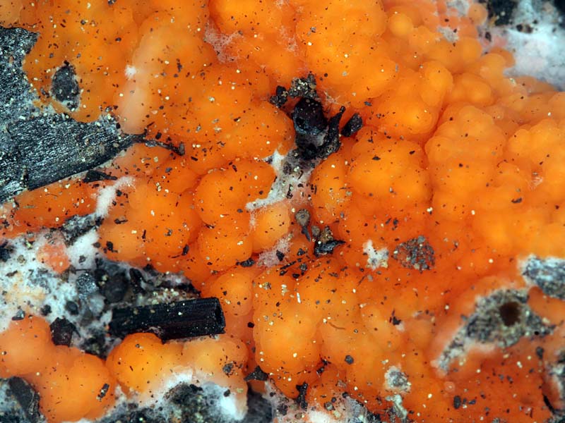 Pyronema omphalodes